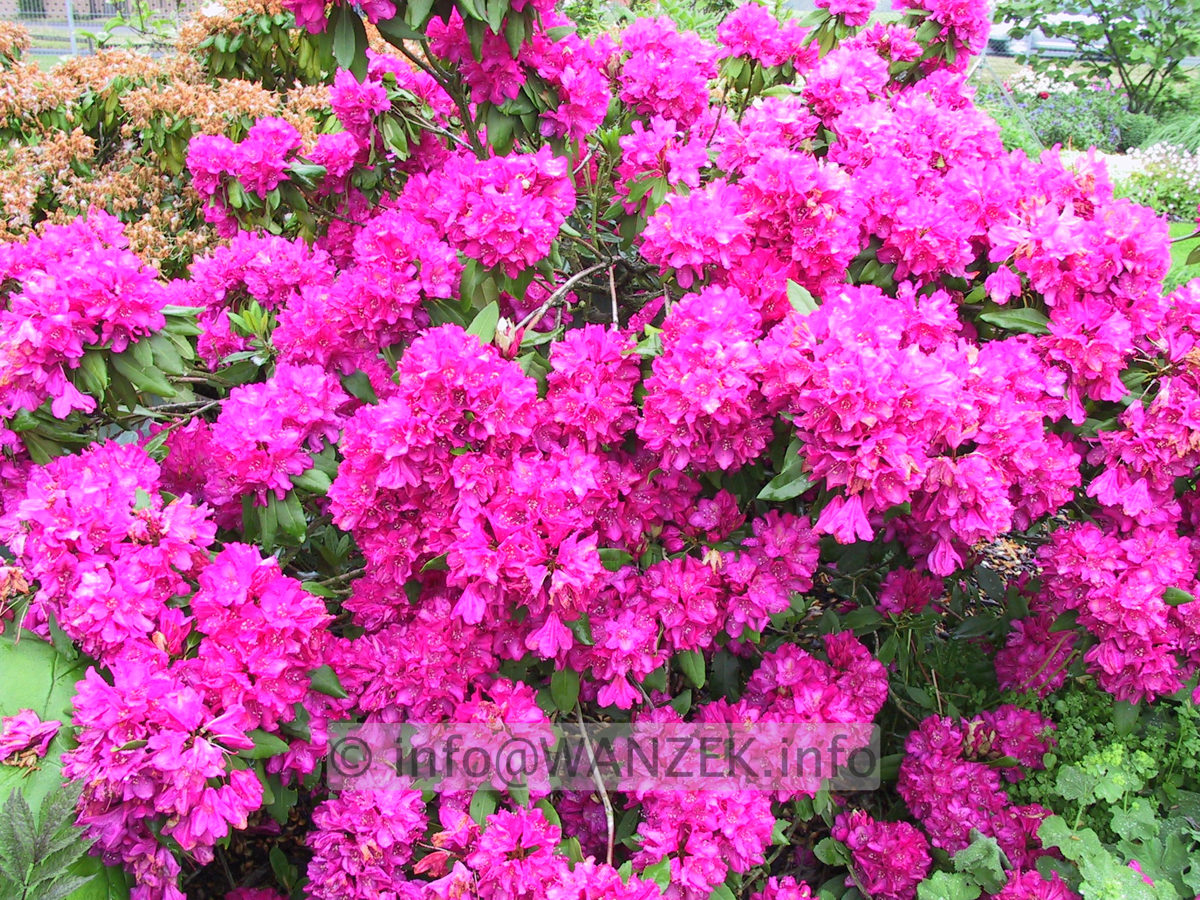 Rhododendron Catharine Van Tol 01.JPG